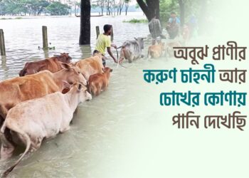 অবুঝ প্রাণীর করুণ চাহনী আর চোখের কোণায় পানি দেখেছি