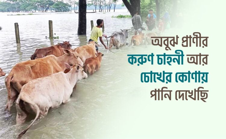 অবুঝ প্রাণীর করুণ চাহনী আর চোখের কোণায় পানি দেখেছি